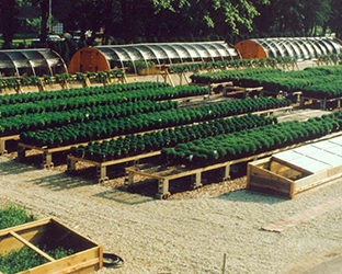 Cantigny greenhouse, circa 1986