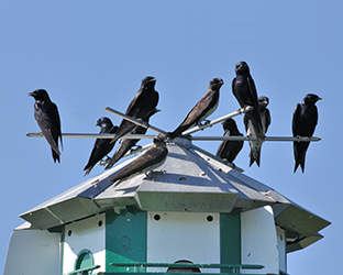 Cantigny Golf Audubon Sanctuary, purple martins