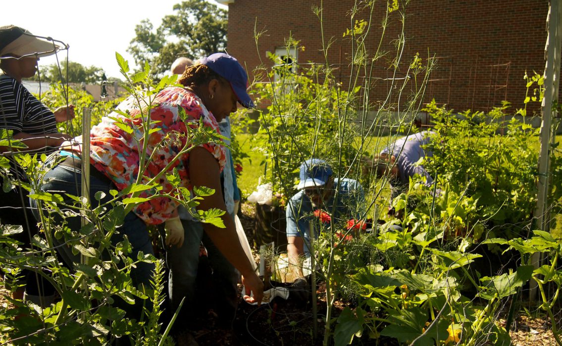 Veterans working in Cantigny Park veterans garden