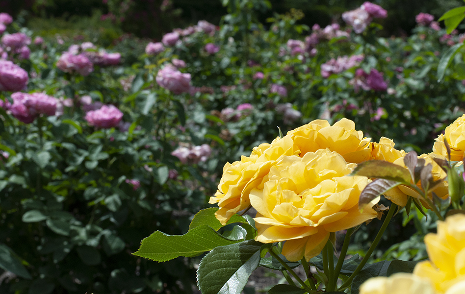 Cantigny gardens, closeup of yellow roses